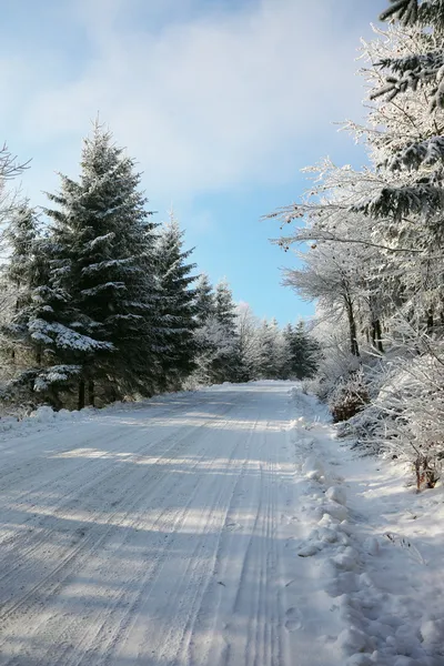 Der Neujahrsmorgen im Wald — Stockfoto