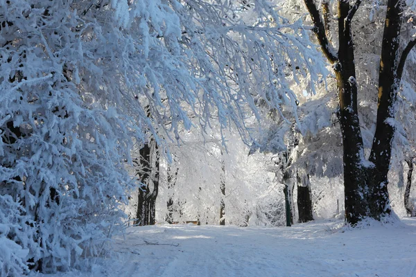 Wald und Straße im Schnee — Stockfoto