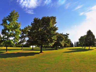 gün batımında yeşil çimenli çim