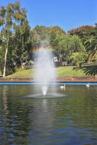 喷泉和周围的白色天鹅 — 图库照片