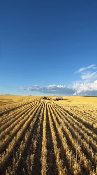 Farma v pšenice polí — Stock fotografie