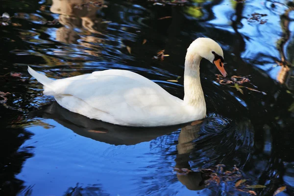 Cisne branco nada — Fotografia de Stock