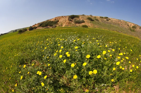 Lente in de woestijn. — Stockfoto