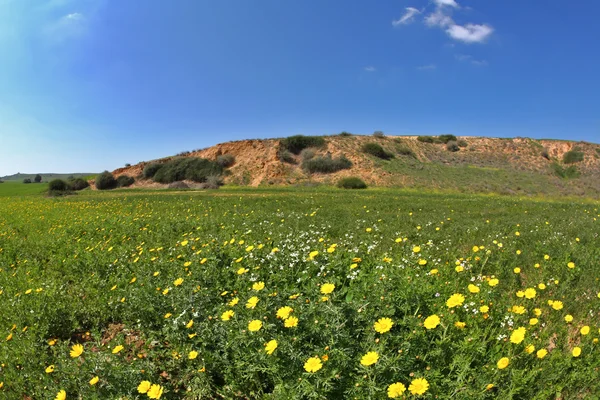 Blommande våren plain — Stockfoto