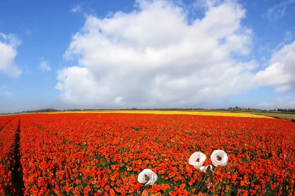 Pittoreske veld bloeiende rood en de gele boterbloemen — Stockfoto