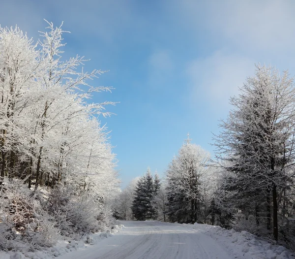 Snöig skog — Stockfoto