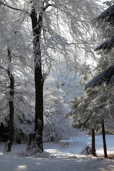 Snötäckta glade i vinter skog — Stockfoto