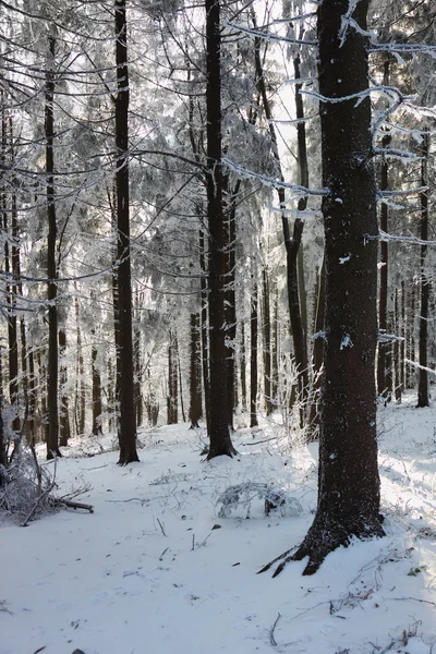 Un soleado día de Navidad. Bosque invierno nieve —  Fotos de Stock