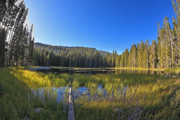 Early clear autumn morning. Snags, stubs and dry trees on coast — Stock Photo, Image