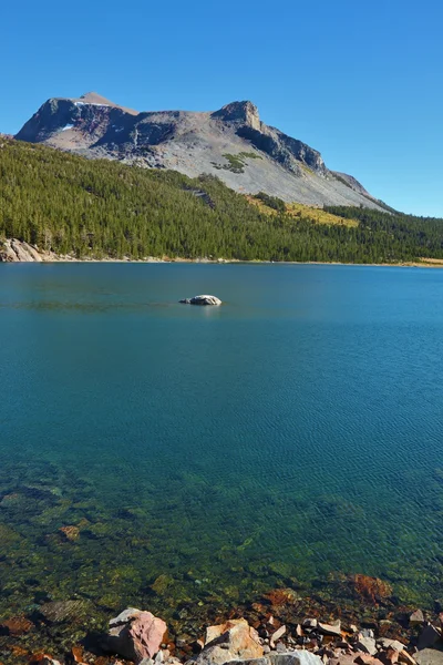 Wood on coast of fine lake — Stock Photo, Image