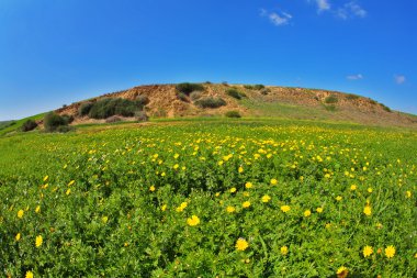 çiçek açması bahar düz-çimen, camomiles ve tepeler