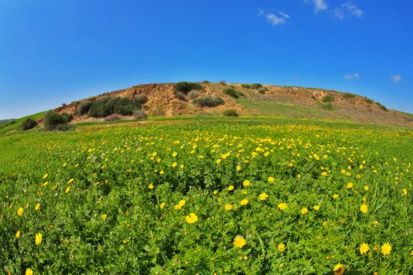 Floreciente primavera llanura hierba, manzanillas y colinas —  Fotos de Stock