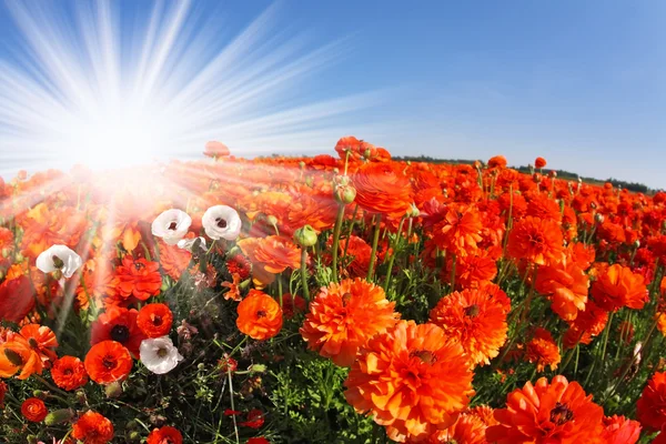 Die glitzernde Sonne auf einem Feld rot-weißer Ranunkeln — Stockfoto