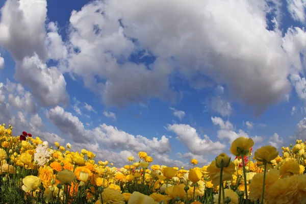 Meadow of buttercups by an objective "Fish eye" — Stock Photo, Image