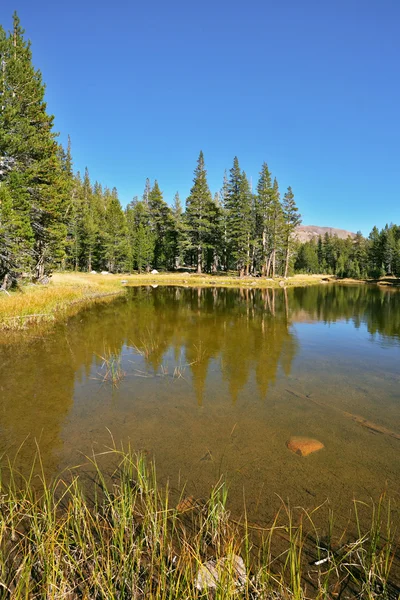 Bellissimo lago e alberi di pelliccia, nel parco Josemite — Foto Stock