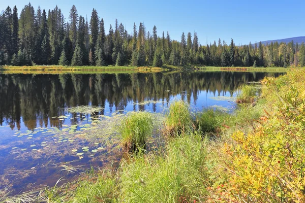 El lago está rodeado por un denso bosque —  Fotos de Stock
