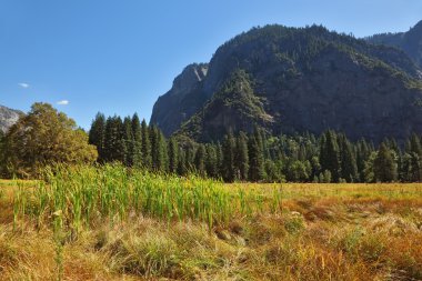 güzel güneşli çayır