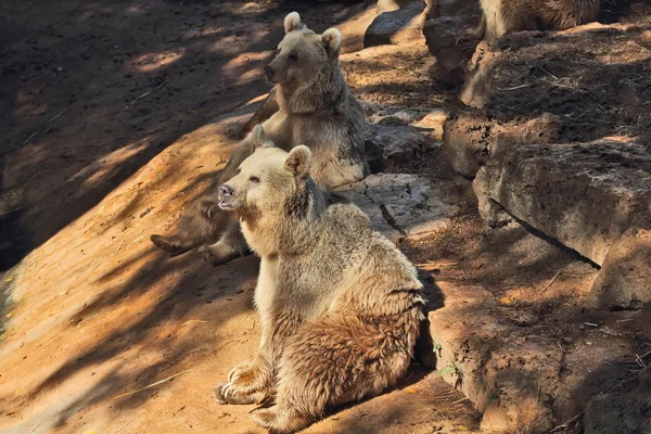 El gran oso pardo posando en el parque - safari — Foto de Stock
