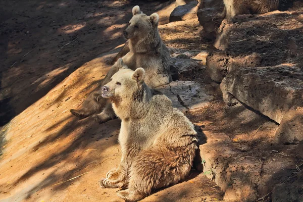 ポーズをとって大きなヒグマの公園で - サファリ — ストック写真