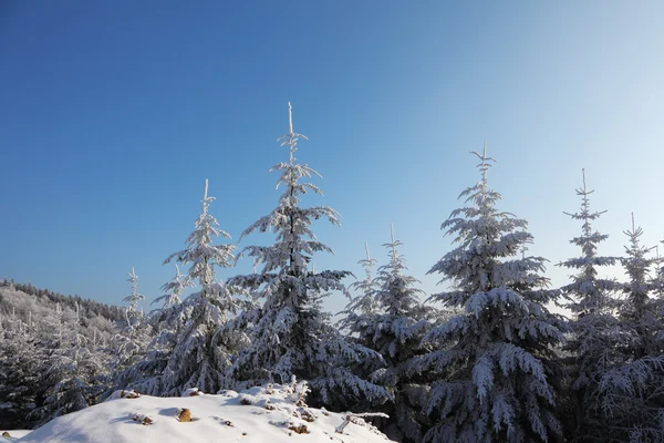 Kerstboom in de sneeuw voor de zon — Stockfoto