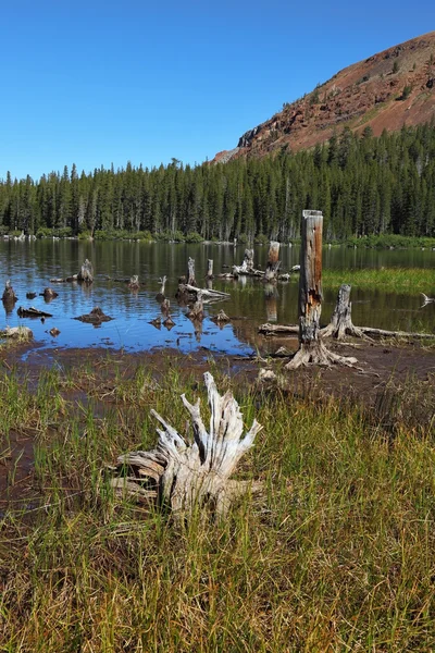The lakes , surrounded by stumps and snags — Stock Photo, Image