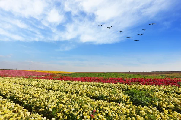 A primavera . — Fotografia de Stock