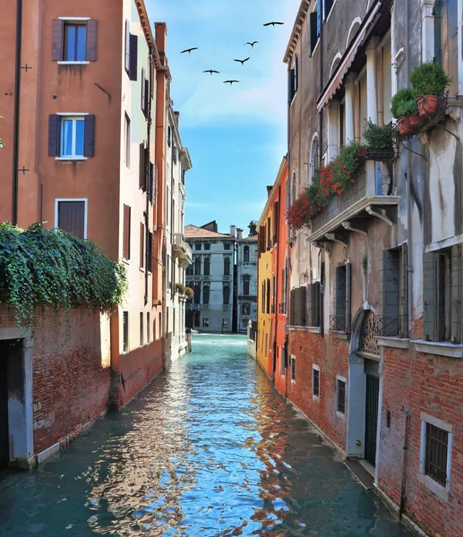 The Venice. In the sky - flock of migratory birds — Stock Photo, Image