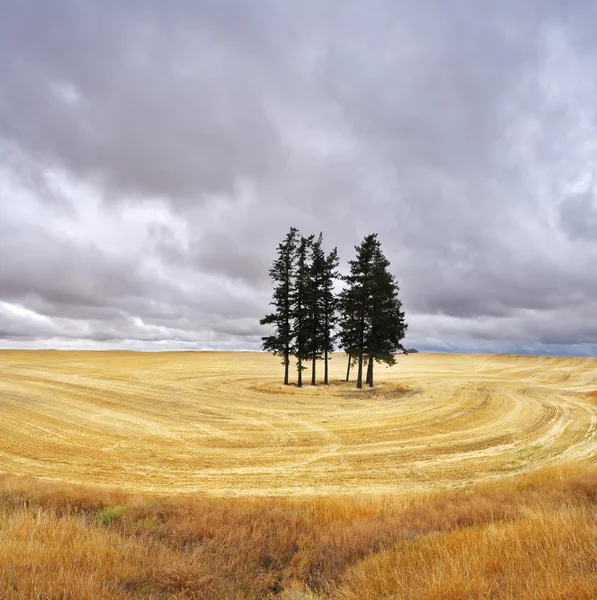 Alcuni alberi nei campi — Foto Stock