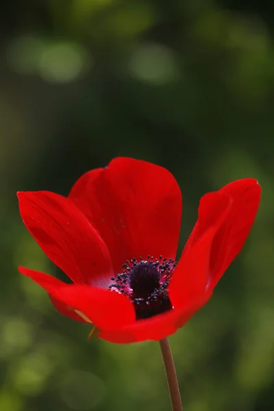 Charmosa flor de campo vermelho no borrão — Fotografia de Stock