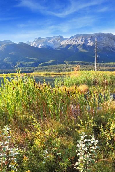 Valle del lago Jasper, cubierto de hierba alta — Foto de Stock