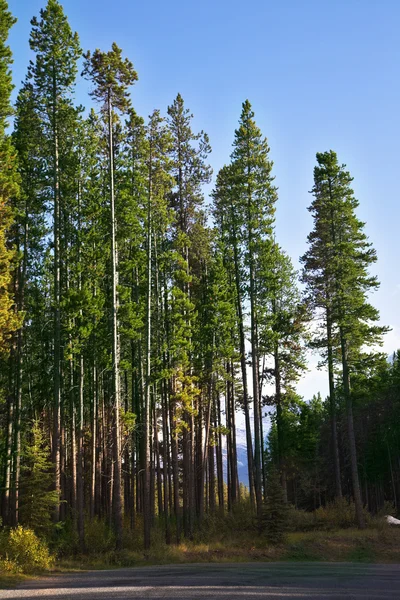 La route des montagnes parmi les arbres — Photo