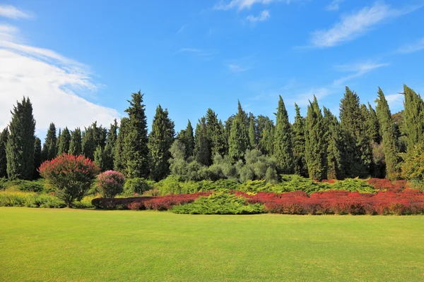 Los árboles de coníferas y los arbustos rojos en flor —  Fotos de Stock