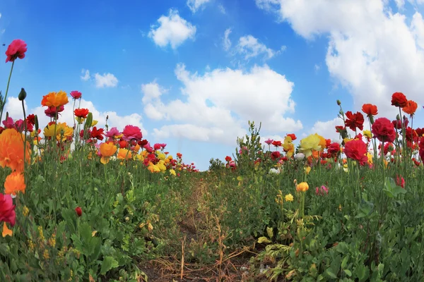 April in the hot south — Stock Photo, Image