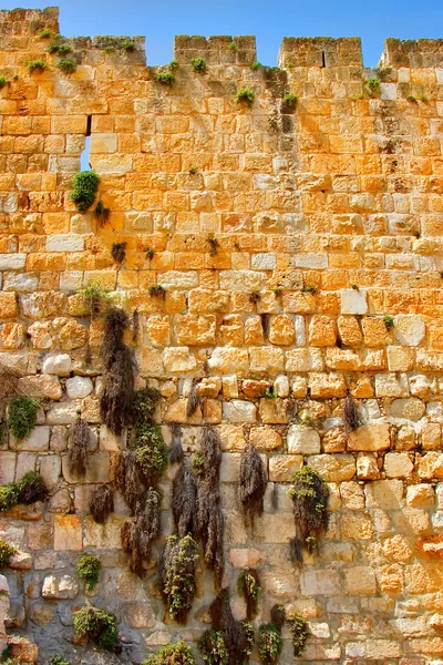 La hierba que crece en una pared . — Foto de Stock