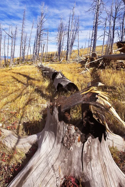 The lost forest and stubs — Stock Photo, Image