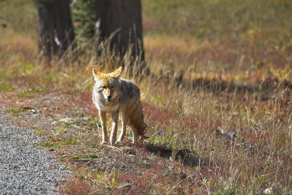 Прекрасный луговой волк в парке — стоковое фото