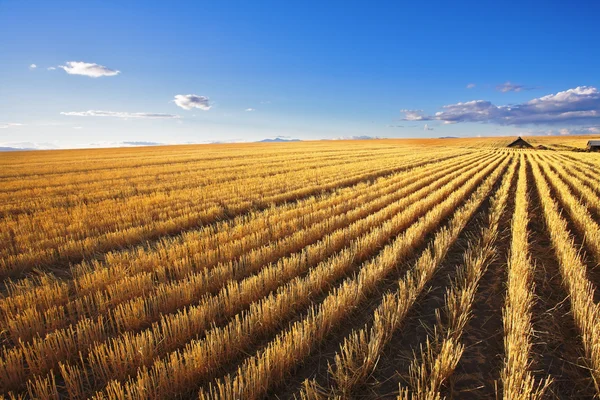 L'azienda agricola nei campi di grano dopo la raccolta — Foto Stock