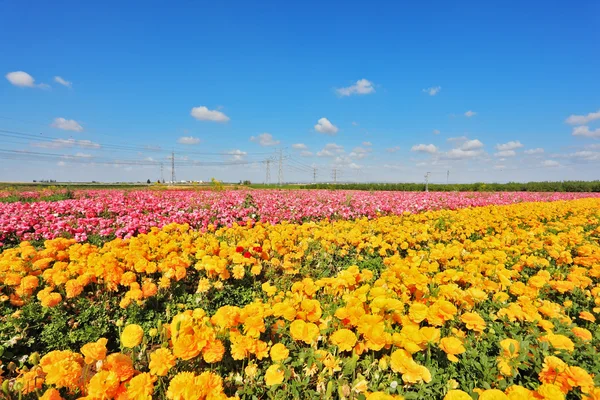鲜艳的花朵毛茛属植物的集体农场字段 — 图库照片
