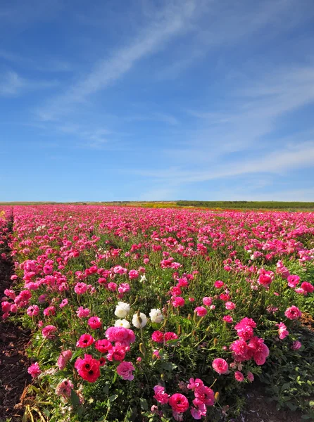 Amplios campos de flores brillantes buttercups — Foto de Stock