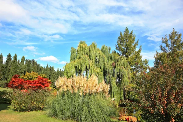 Les arbres multicolores et les buissons — Photo