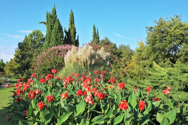 Un énorme lit de fleurs rouges — Photo