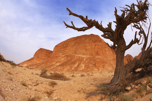 Tree in ancient mountains — Stock Photo, Image