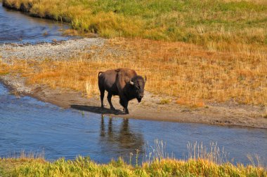 Bison go on a watering place