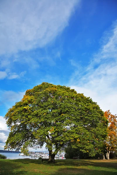 Det stora trädet i park på ön vancouver. — Stockfoto