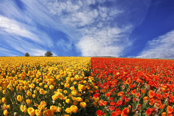 De gele en oranje boterbloemen op een zonsondergang — Stockfoto