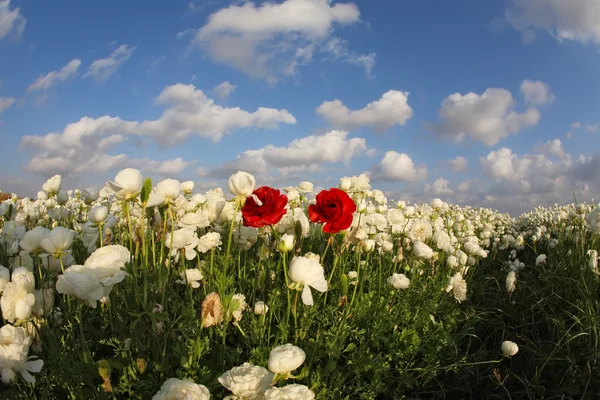 Весеннее поле цветущих белых и красных цветов — стоковое фото