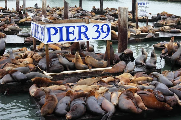 The sea lions. Animals are heated on wooden platforms — Stock Photo, Image