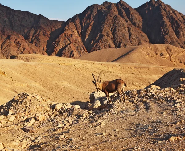 De stenen woestijn en wilde berg geit — Stockfoto
