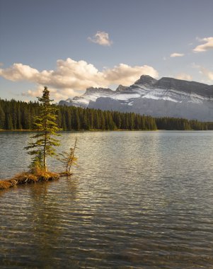 karaya büyüyen fidan.
