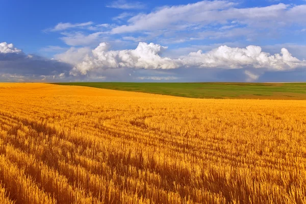 Huge field in state Montana — Stock Photo, Image